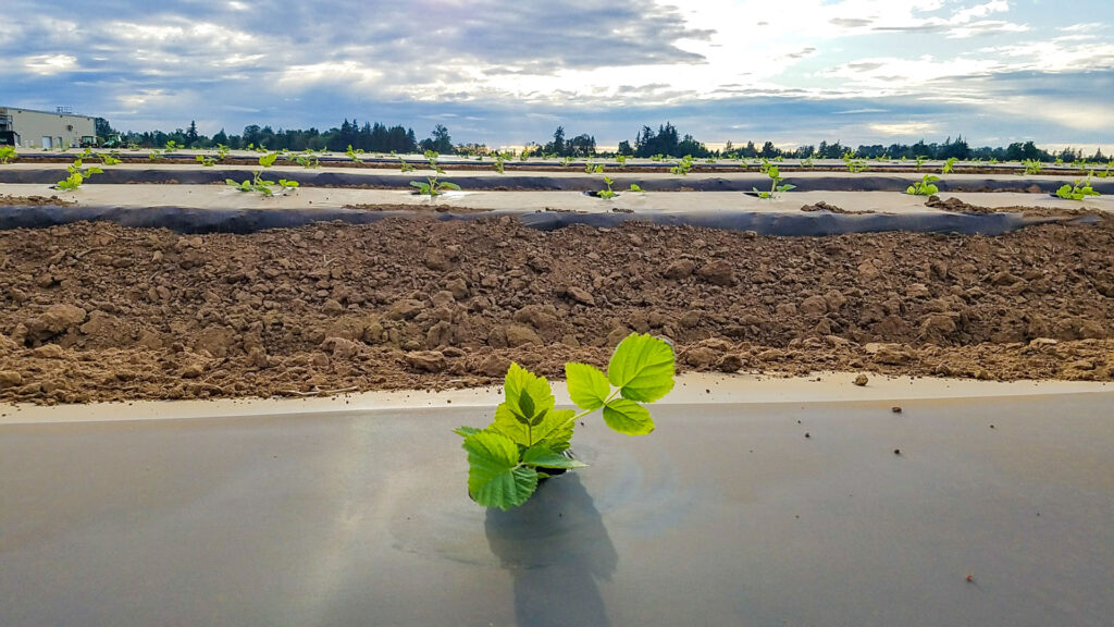 Raspberry seedling grows through biodegradable plastic mulch sheet.