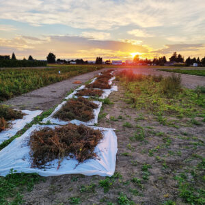 Beet seeds collected on white sheets.