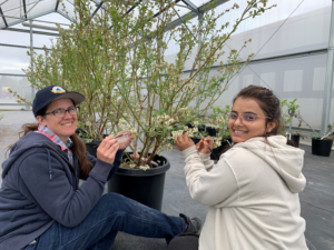 Two women work on a potted blueberry bush.