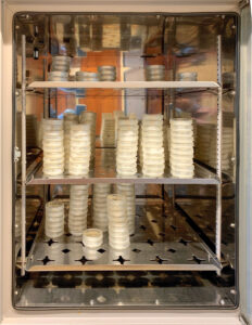 Petri dishes stacked in a metal cabinet.