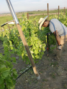 Soil sample in a probe; vineyard in background.