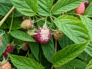 Raspberry fruit with heat damage (white patch).)