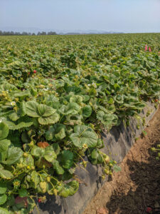 Field of strawberry plants growing in mulch.
