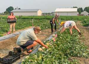 Four people picking cataloupe in field.