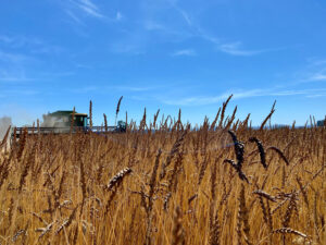 Combine works in wheat field.