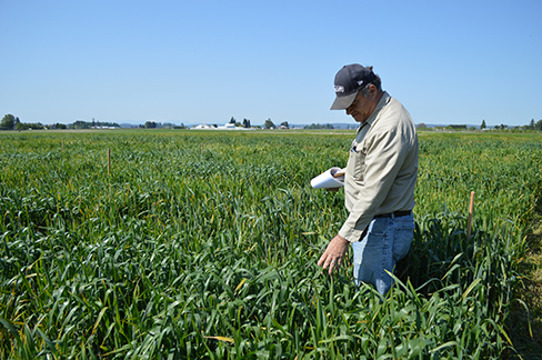 A man looking down at plants in a field of winter wheat.