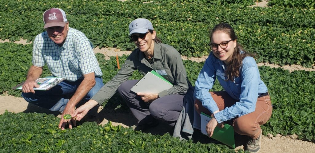 Three people crouching next to a row of spinach in a field.