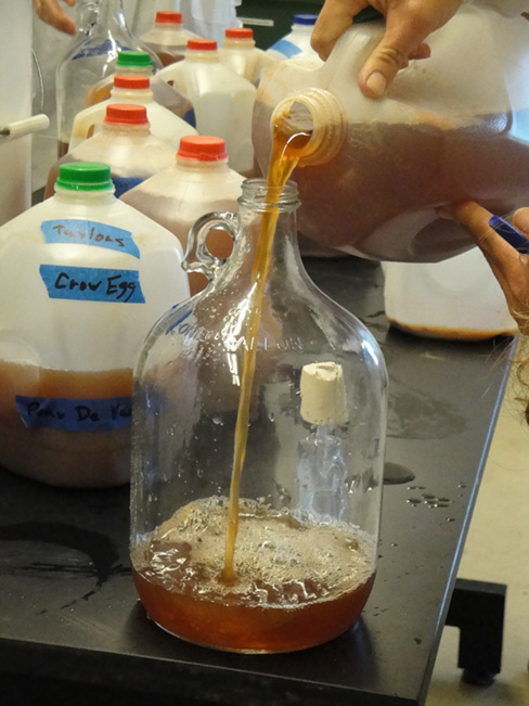 Cider being poured into a glass jug.