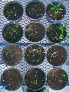 12 pots with frail or dead spinach plants.