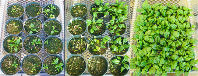 Image of three groups of plant samples. Low growth (left), medium growth (center), and vigorous growth (right).