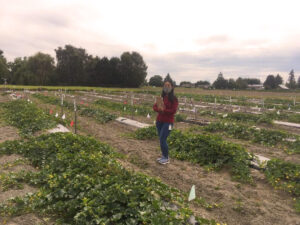 Woman holding clipboard stands between rows of cantaloupe plants.