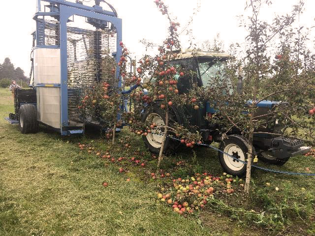 Tractor pulls harvesting machine through orchard.
