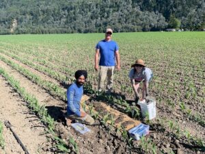 Three people working a field.