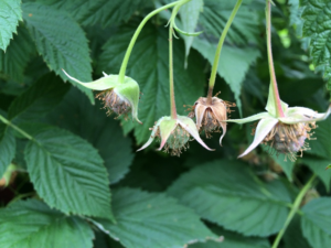 "Dry" raspberries on a cane.