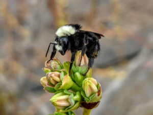 A bee standing on a cluster of closed buds.