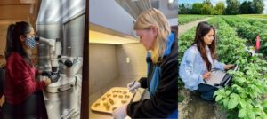 [Tryptic image] Woman at microscope; woman examinig fruit; woman recording data in a potato field.
