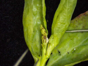 A small translucent maggot on a blueberry bud.