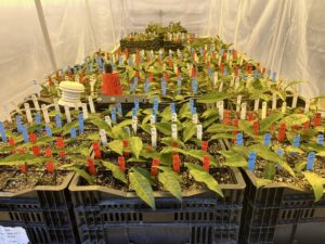 Trays of tea cuttings.