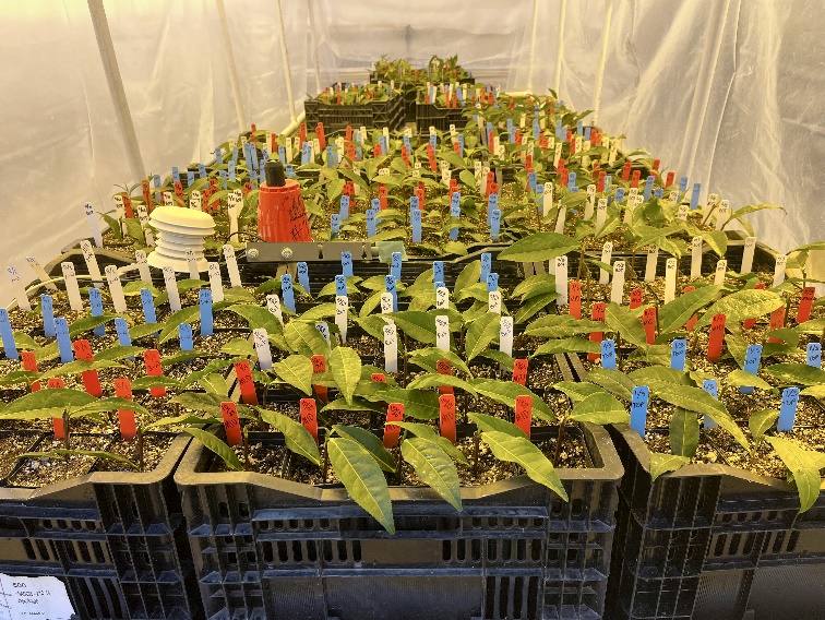 Trays of tea cuttings.