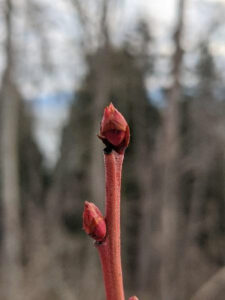 Two blueberry floral buds.
