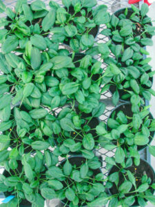 Pots of vigorous spinach plants.