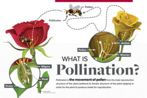 Illustration of a sign with a bee flying between two roses. Yellow rose with detail labeled 'stamen', 'anther', and 'pollen'. 'Pollinator' carries 'pollen' to red rose. Detail labeled 'stigma', 'pistil', and 'ovary'.