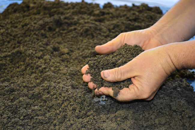 Hands holding prepared soil.