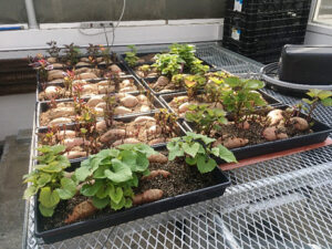 Trays of plants in a greenhouse.