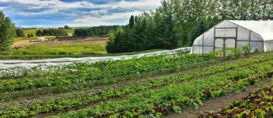 Planted field with green house in the background.