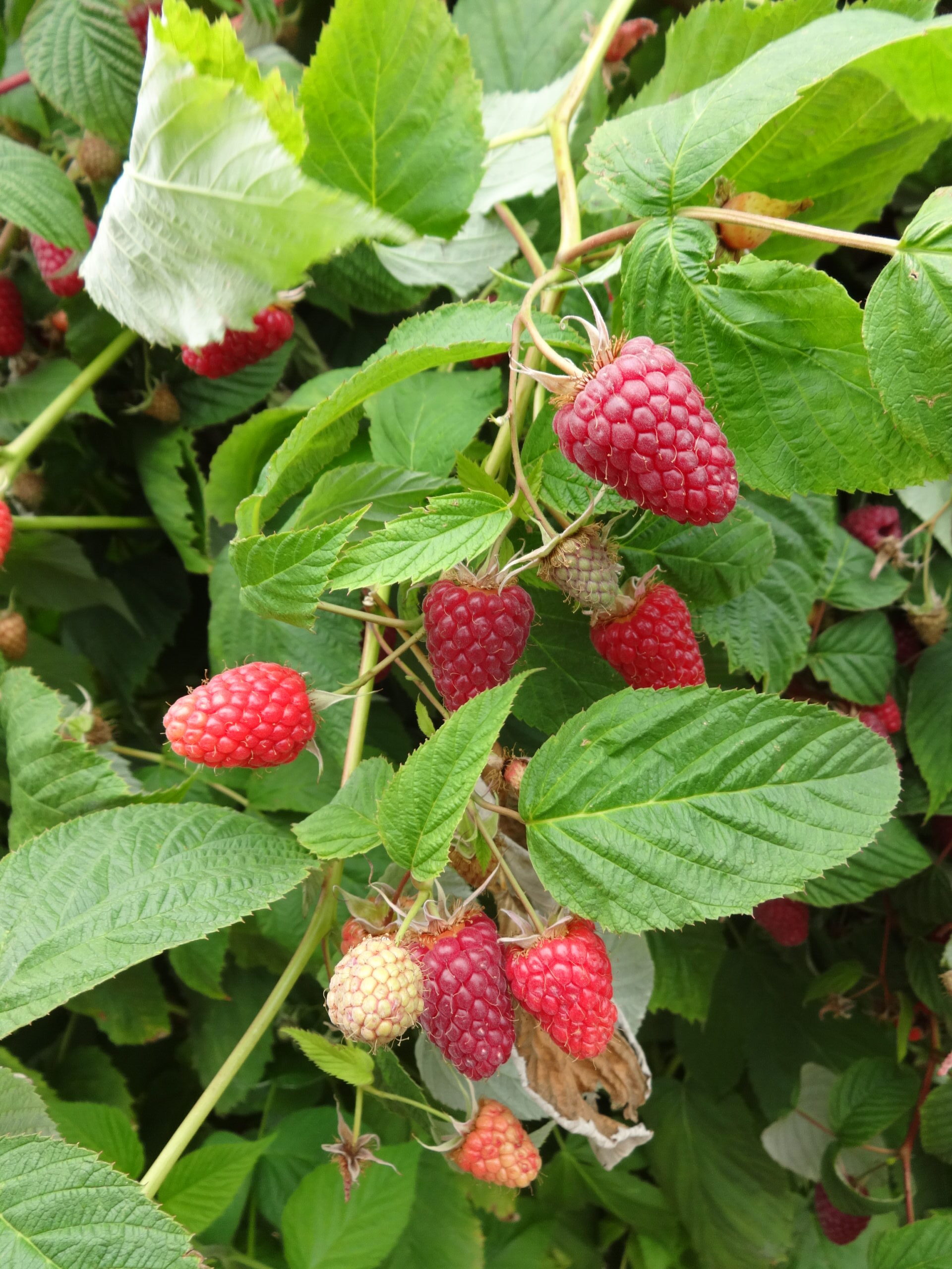 Red raspberries growing on a cane.