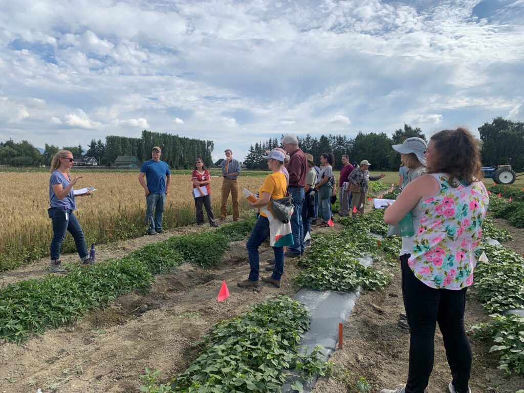 A woman talking to a group of people on the edge of a wheat field.
