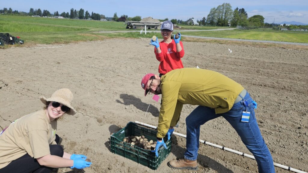 Three people planting seed potatoes in a field.