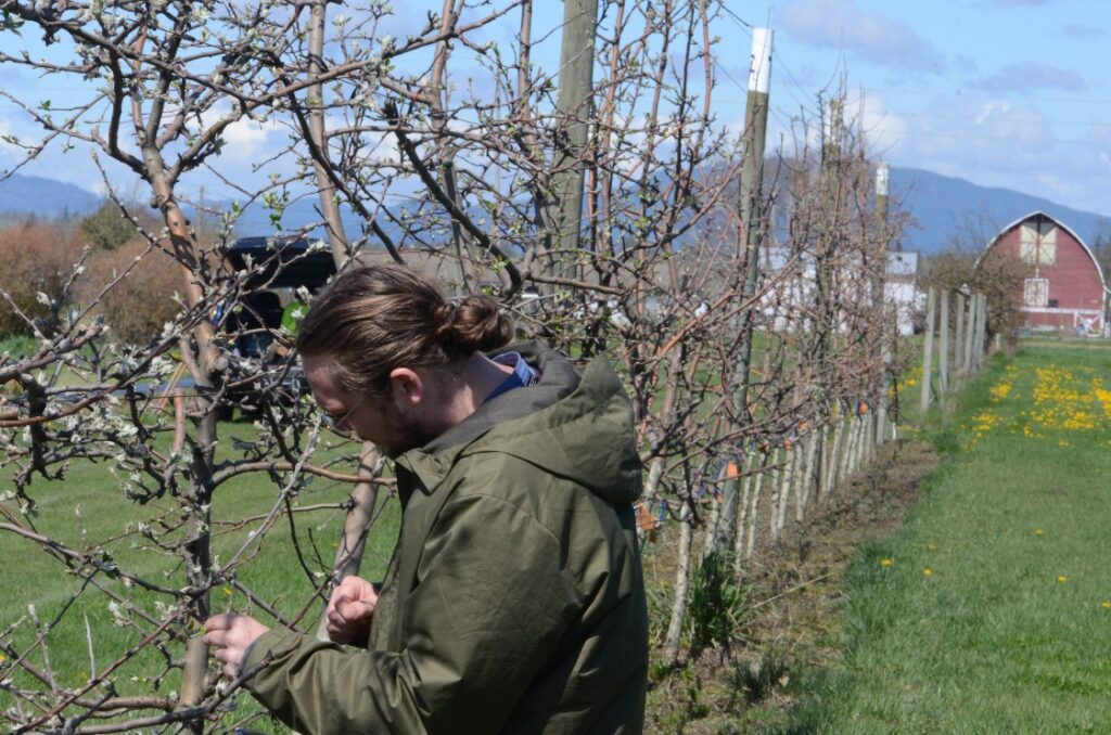 A man working on a tree in an orchard.
