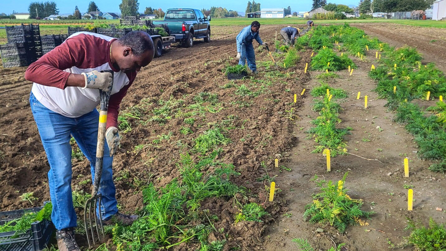 Researchers working in a carrot field with pitchforks. There is a truck and crates to collect the carrots behind them.