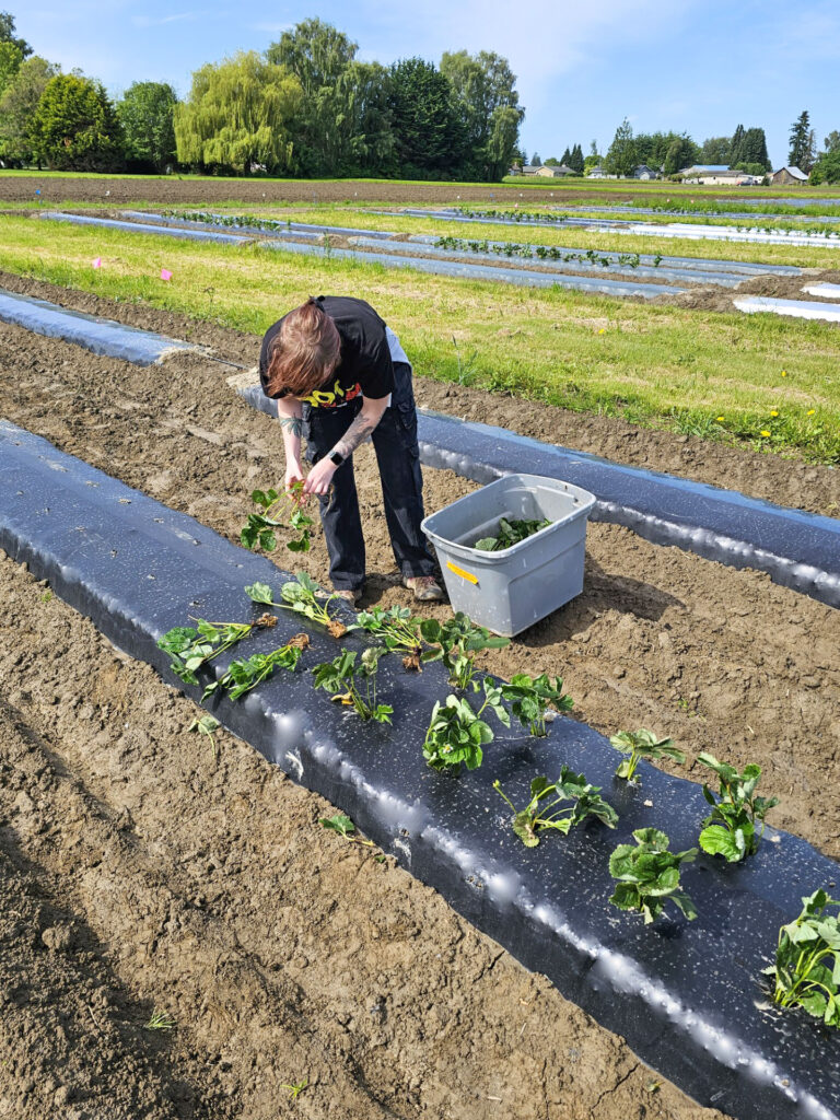 A person in a row of strawberry planting beds adding small strawberry plants to rows covered in black mulch.