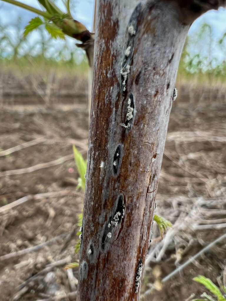 A red raspberry cane with fuzzy grey spotted areas
