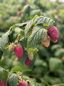 Ripening raspberries on an arching stem in the sunlight.