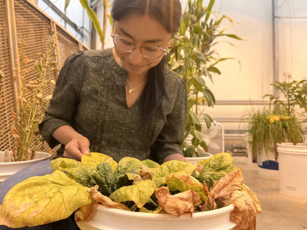 A woman inspects a spinach plant with yellowed and brown curling leaves planted in a 5 gallon bucket.
