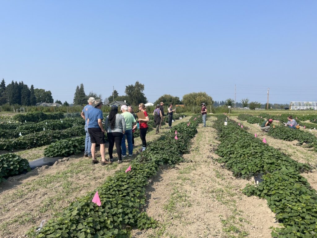 Group of people standing in between a row of leafy green sweetpotato plants.