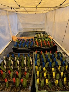 Crates of individual tea cuttings planted for propagation in a mist chamber.