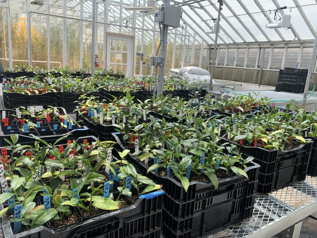 Crates of young tea plants in a greenhouse.