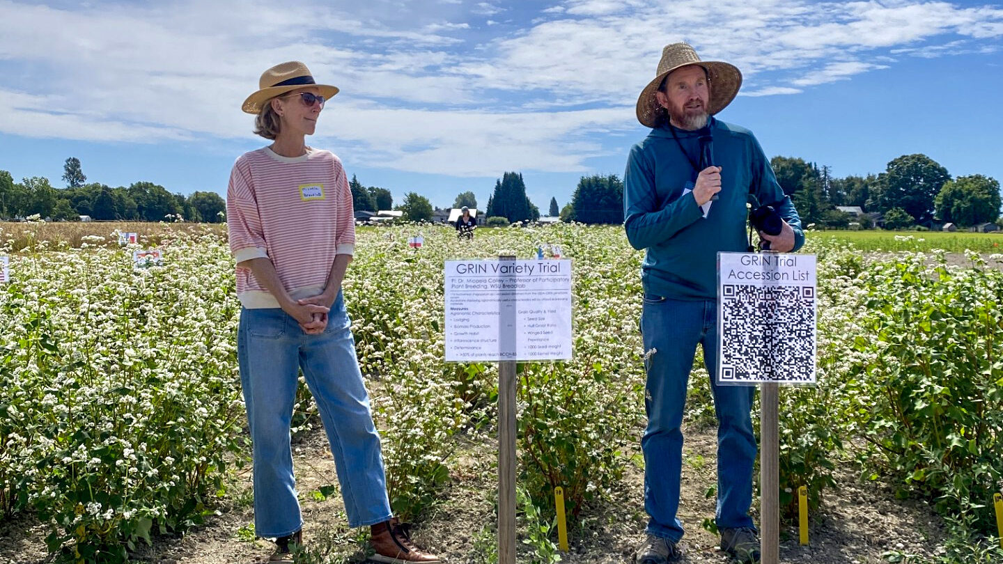 Two people standing in a field of buckwheat giving a presentation.