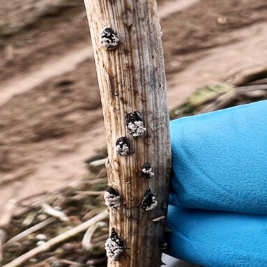 Raspbery cane in winter with dark patches of grey mold spores along the cane.