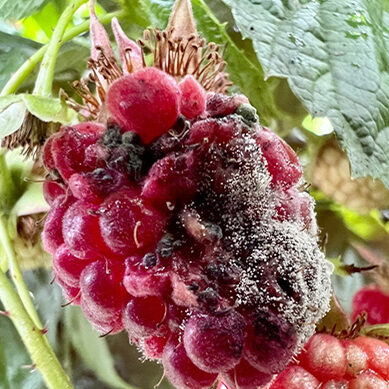 A ripe red raspberry fruit covered with sporulating Botrytis conidia grey mold pathogens.