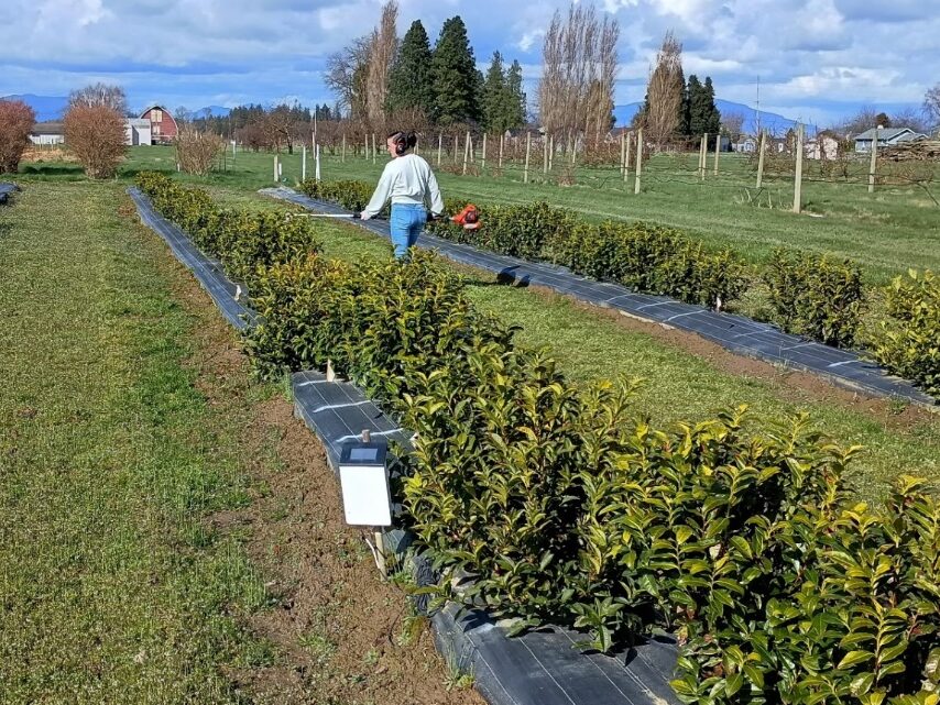 A woman wearing ear protection walking next to a row of tea plants, removing the top section of the plants.