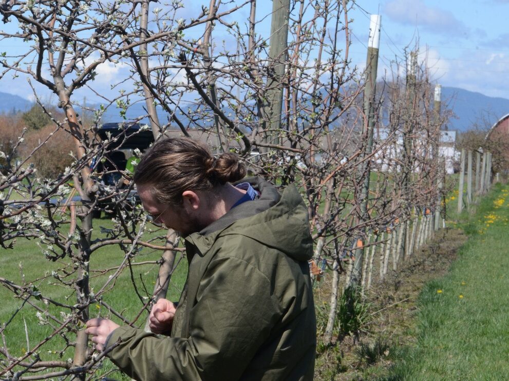 A man working on a tree in an orchard.