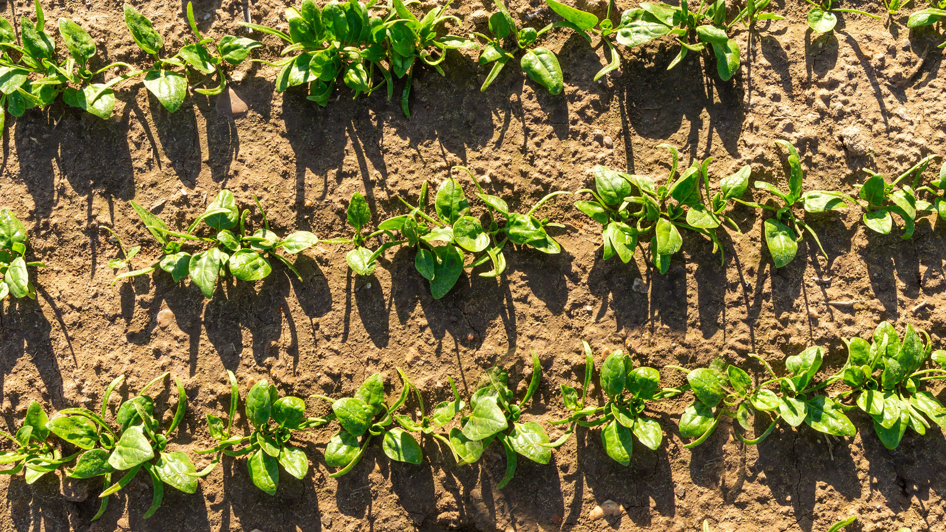 Three rows of seedlings from above.