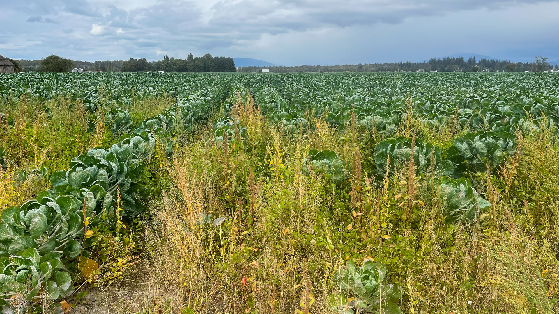 A weedy field of Brussels sprouts.