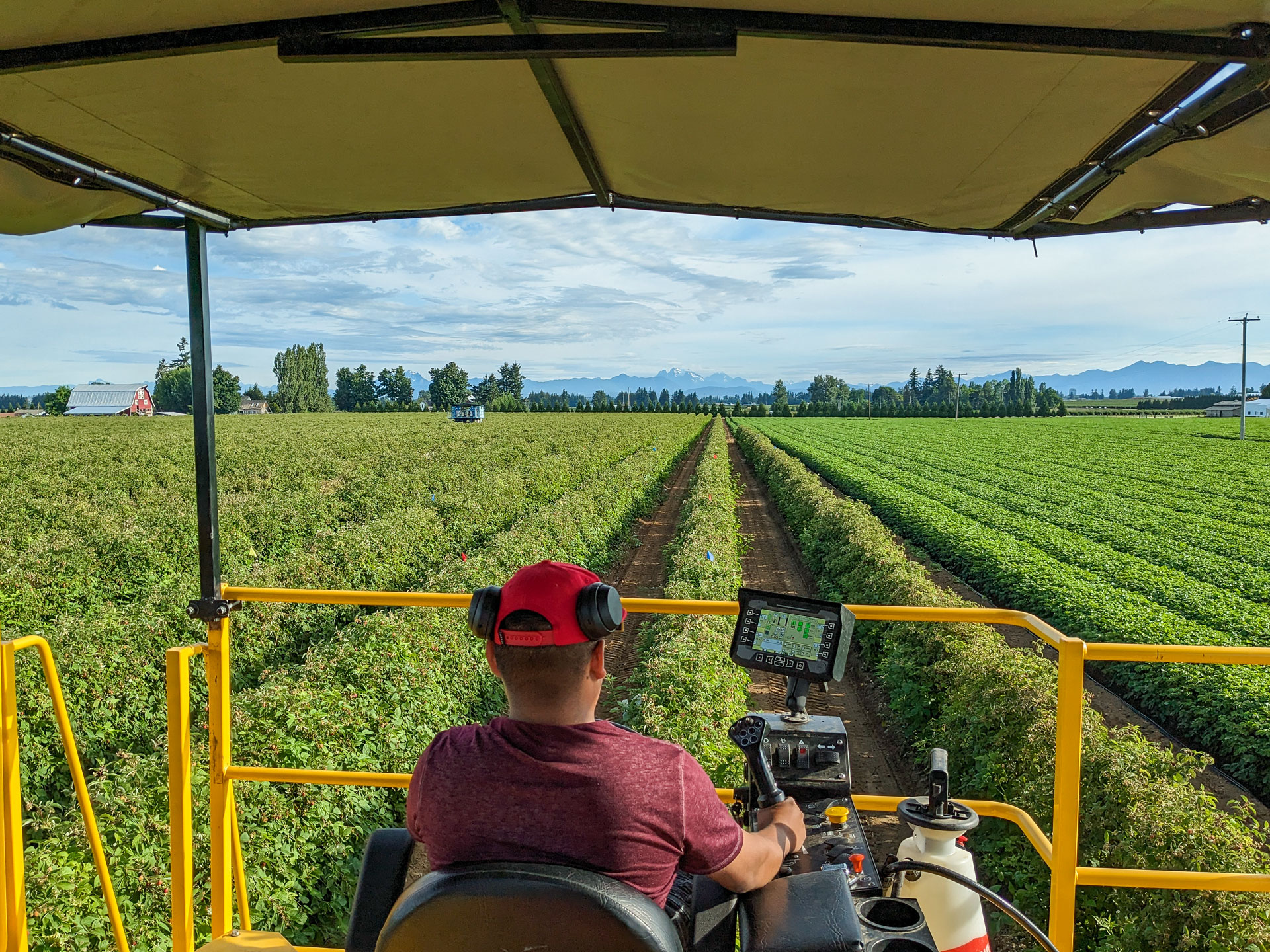 View from behind a person operating a harvesting machine in a raspberry field.