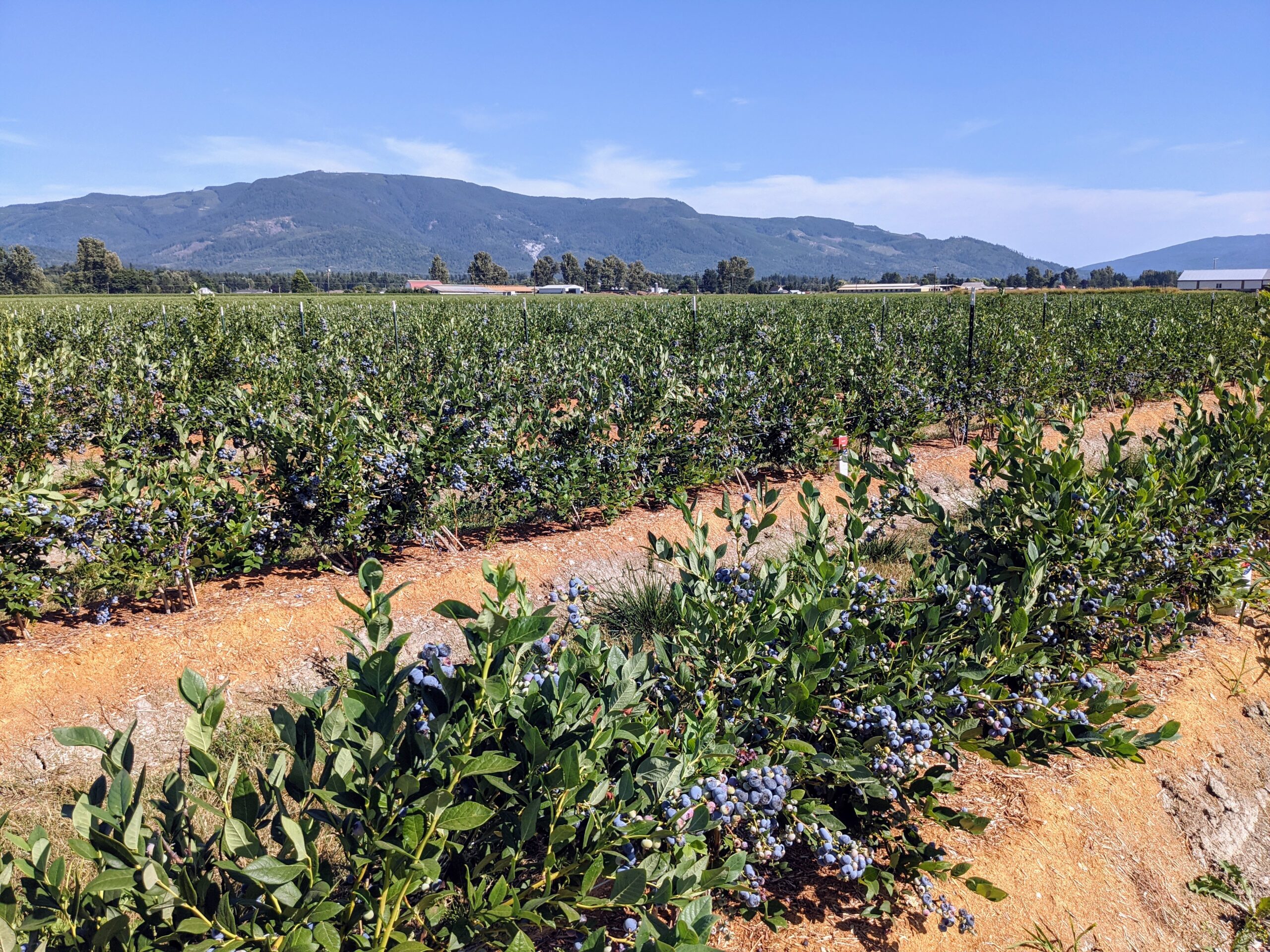 A field of blueberry bushes with ripening fruit.